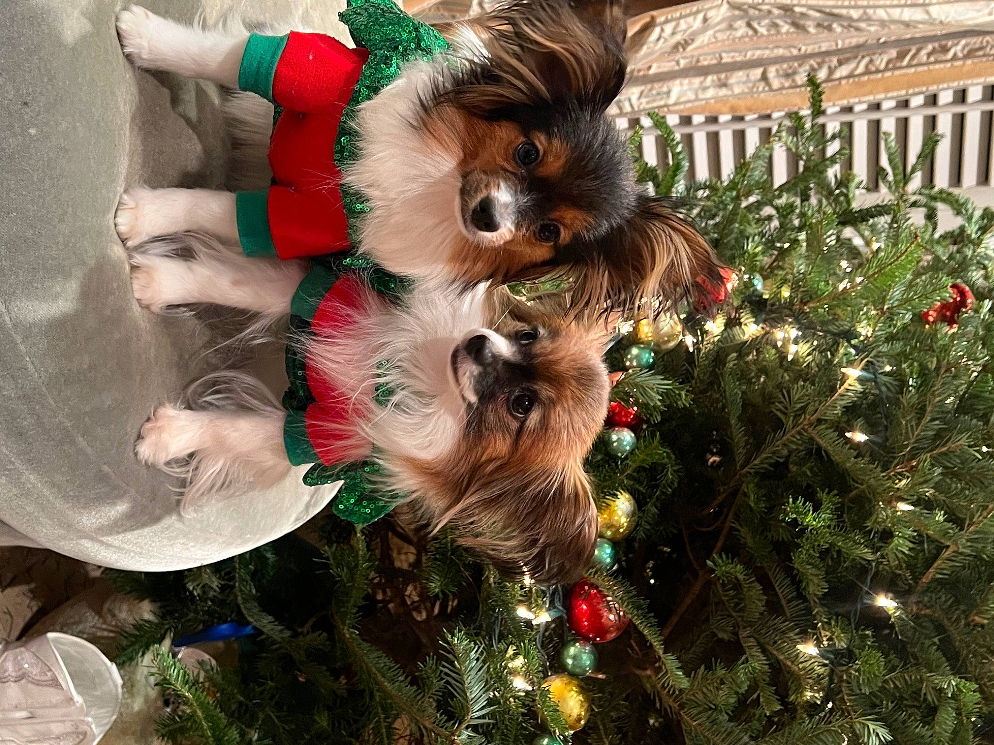 Ravin joined the competition — help win amazing prizes! canidae, carnivore, christmas, christmas_decoration, christmas_eve, christmas_ornament, christmas_tree, companion_dog, dog, dog_breed, event, fawn, fur, grass, holiday, holiday_ornament, interior_design, ornament, plant, tree