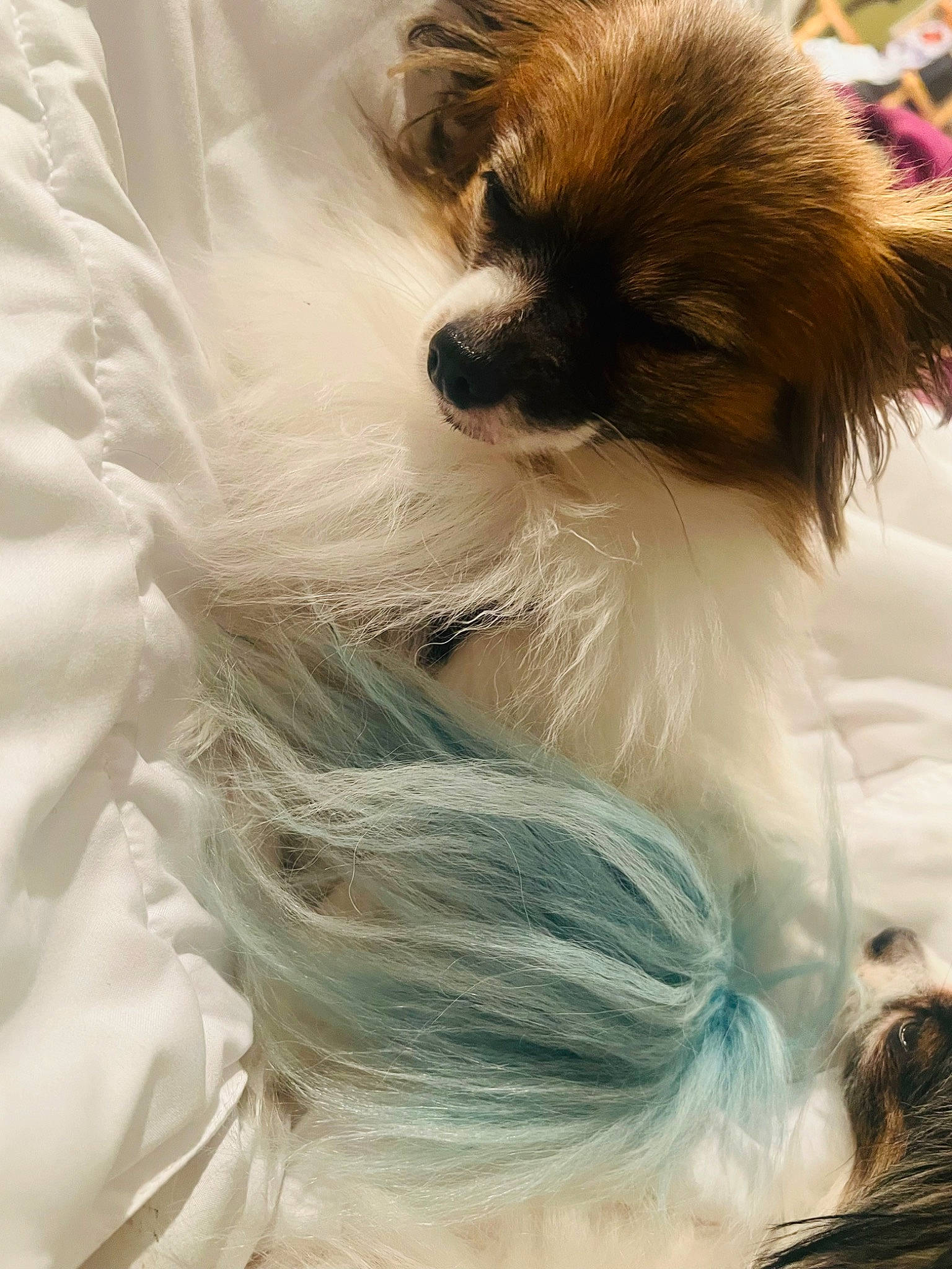 Dixie A.k.a. Gugu joined the competition — help win amazing prizes! canidae, carnivore, close_up, companion_dog, dog, dog_breed, dog_supply, fashion_accessory, fawn, fur, green, liver, natural_material, pet_supply, snout, tail, terrestrial_animal, toy_dog, whiskers, working_animal