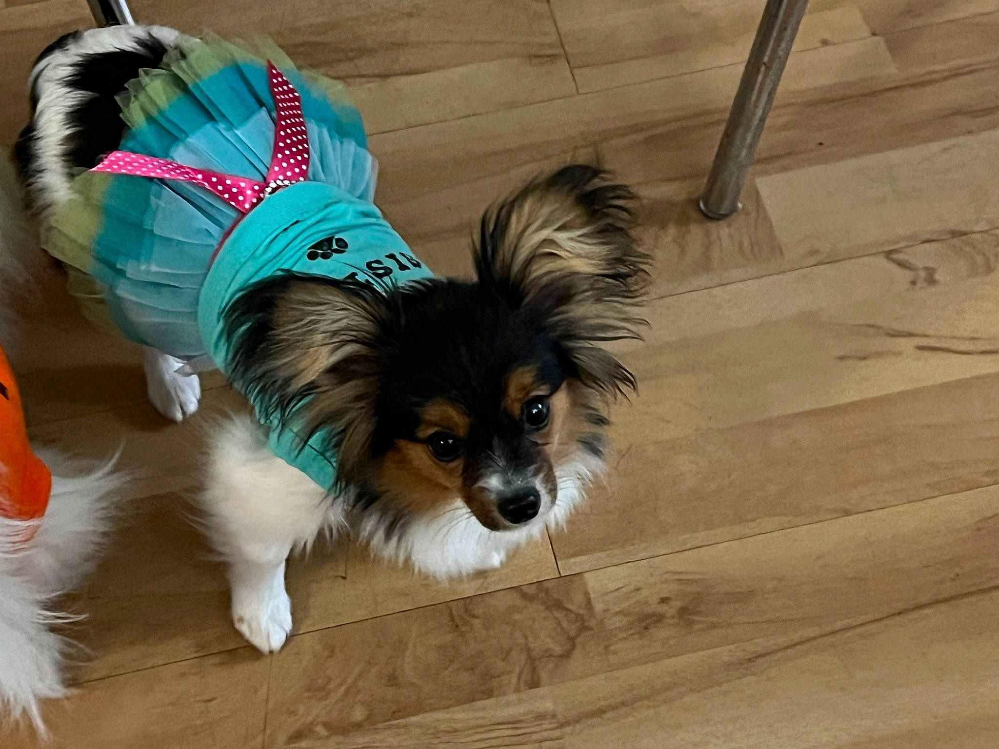 Ravin joined the competition — help win amazing prizes! canidae, carnivore, collar, companion_dog, dog, dog_breed, dog_supply, fashion_accessory, flooring, fur, liver, papillon, pet_supply, snout, sporting_group, tail, terrestrial_animal, toy_dog, wood, working_animal