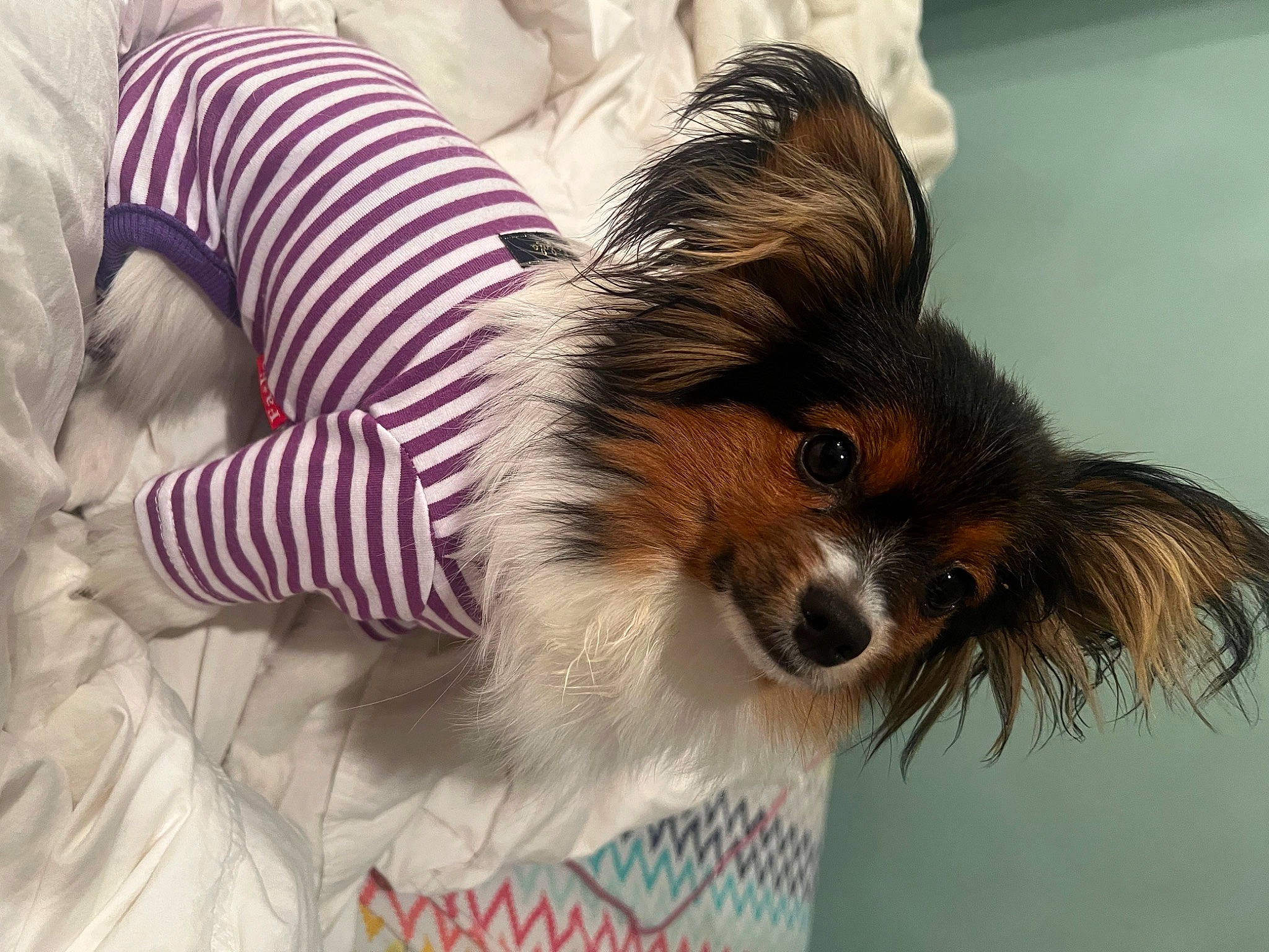 Ravin is registered to the contest to win money with this photo: biewer_terrier, canidae, carnivore, comfort, companion_dog, dog, dog_breed, dog_supply, fur, liver, non_sporting_group, small_terrier, sporting_group, terrestrial_animal, terrier, toy_dog, whiskers, working_animal