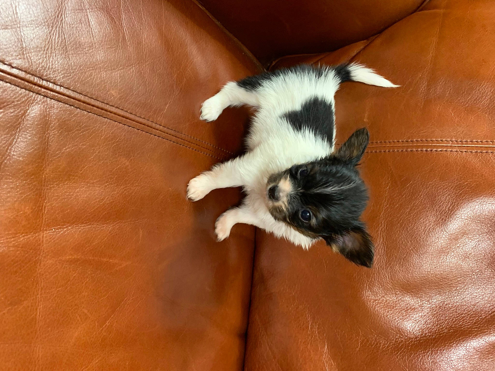 Ravin is registered to the contest to win money with this photo: canidae, carmine, carnivore, cat, claw, comfort, companion_dog, dog_breed, domestic_short_haired_cat, fawn, felidae, fur, hardwood, paw, small_to_medium_sized_cats, snout, sporting_group, tail, whiskers, wood