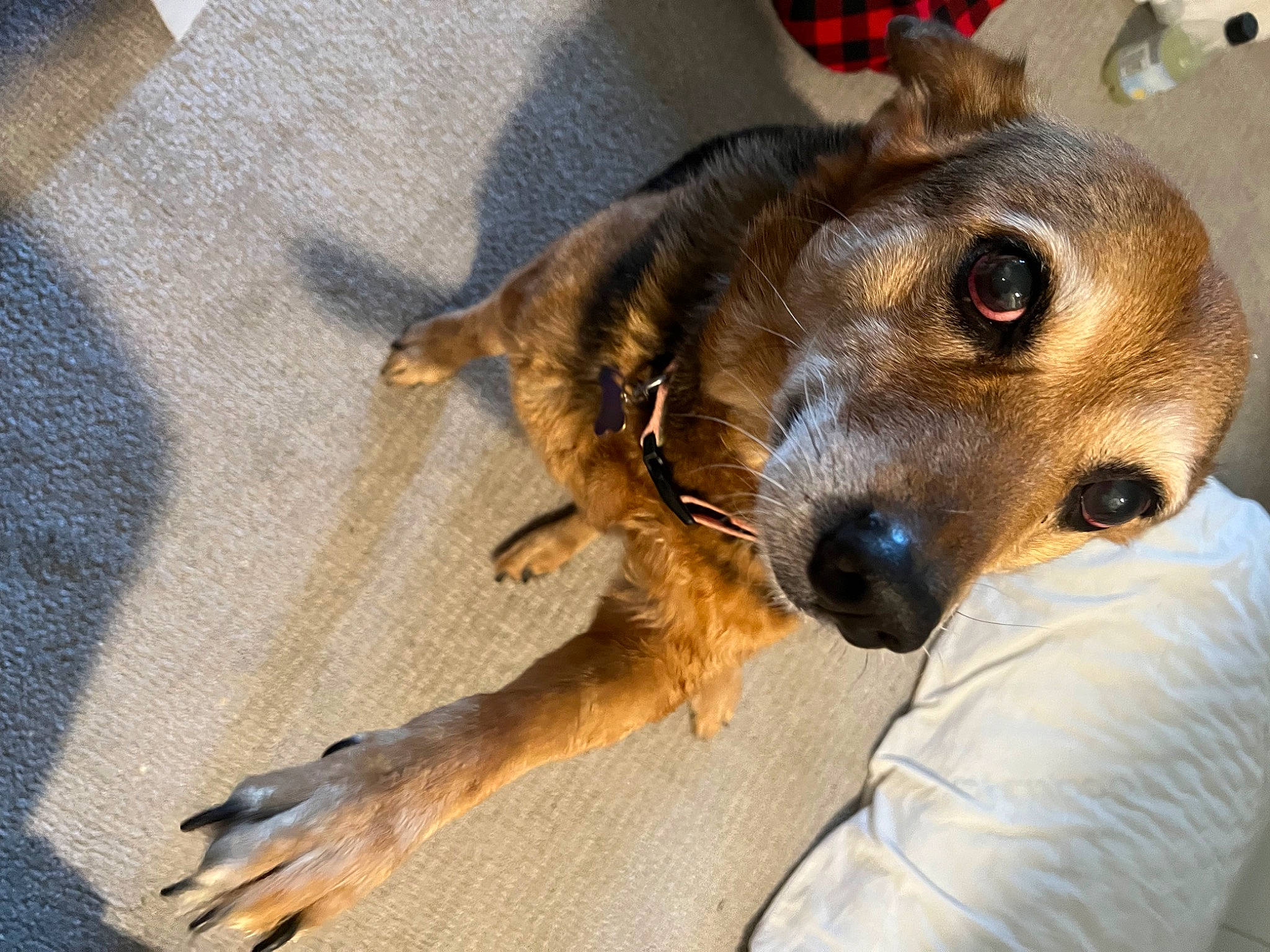 Sue joined the competition — help win amazing prizes! carnivore, collar, companion_dog, dog, dog_breed, ear, fawn, flooring, fur, paw, puppy, snout, sporting_group, street_dog, terrestrial_animal, terrier, toy_dog, whiskers, wood, working_animal