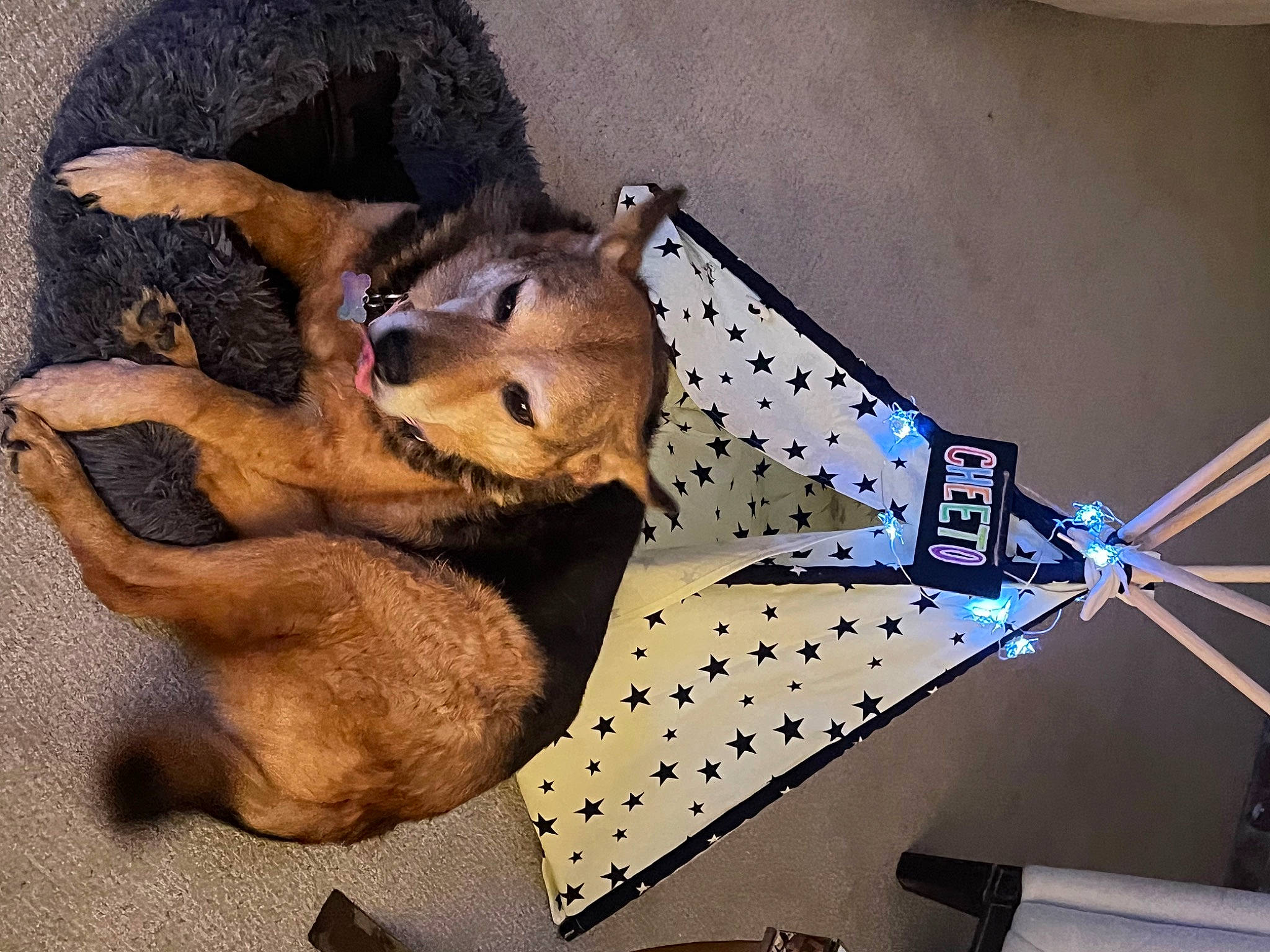 Sue is registered to the contest to win money with this photo: art, canidae, carnivore, comfort, companion_dog, dog, dog_breed, dog_supply, fashion_accessory, fawn, fur, guard_dog, pattern, paw, snout, sporting_group, street_dog, tail, working_animal