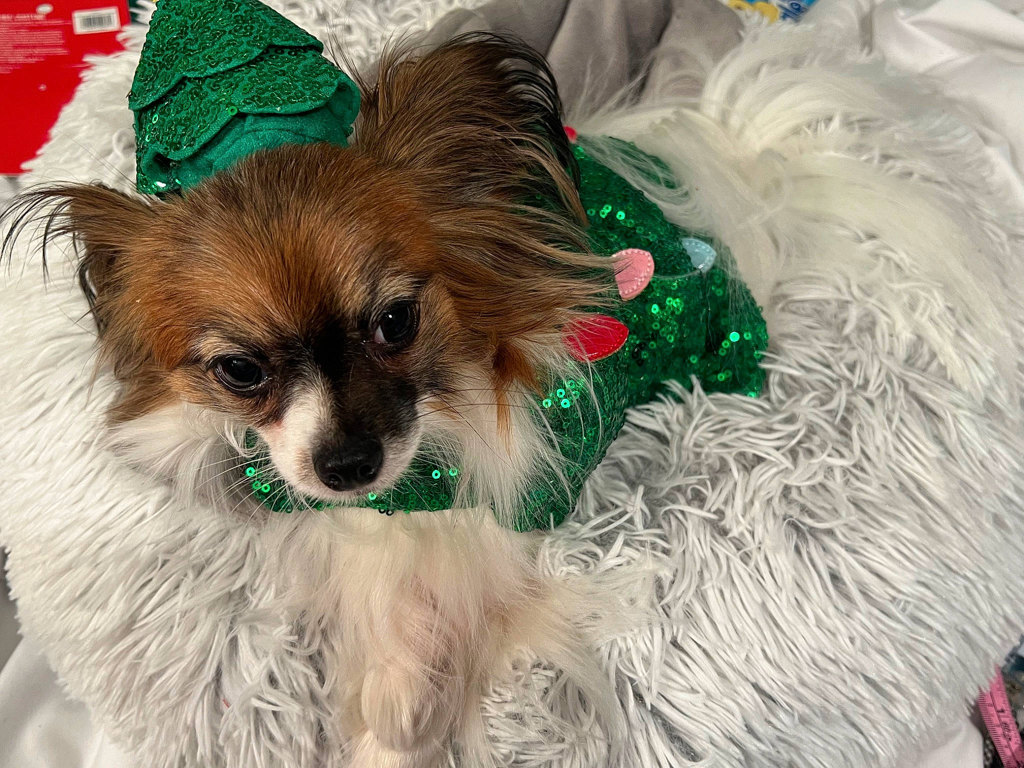 Dixie A.k.a. Gugu is registered to the contest to win money with this photo: canidae, carnivore, chihuahua, companion_dog, dog, dog_breed, dog_supply, event, fawn, fur, liver, russkiy_toy, snout, sporting_group, toy_dog, whiskers