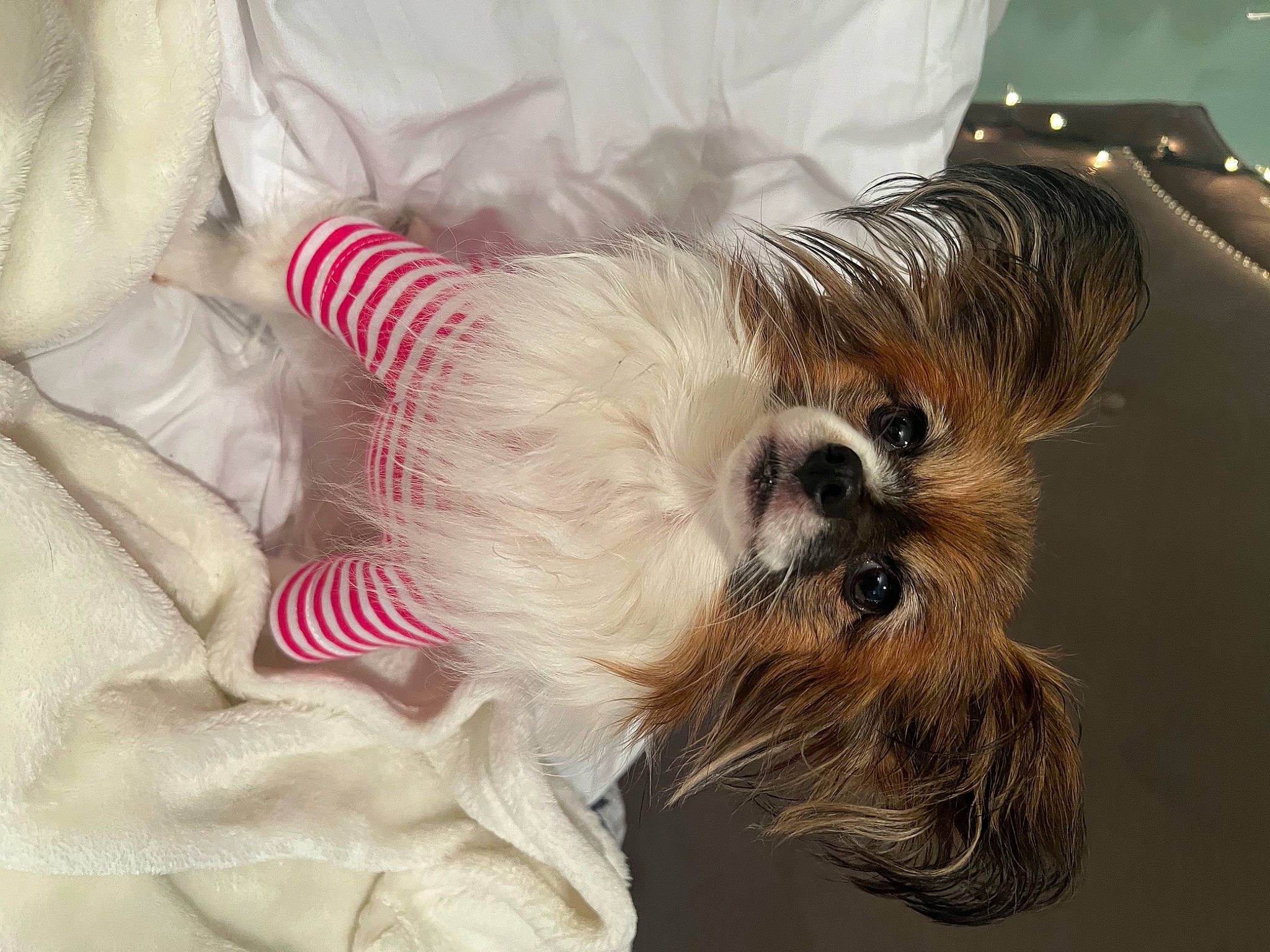 Dixie A.k.a. Gugu joined the competition — help win amazing prizes! biewer_terrier, canidae, carnivore, companion_dog, dog, dog_breed, dog_clothes, dog_supply, fawn, fur, liver, pet_supply, puppy_love, small_terrier, snout, sporting_group, terrier, toy_dog, whiskers, working_animal