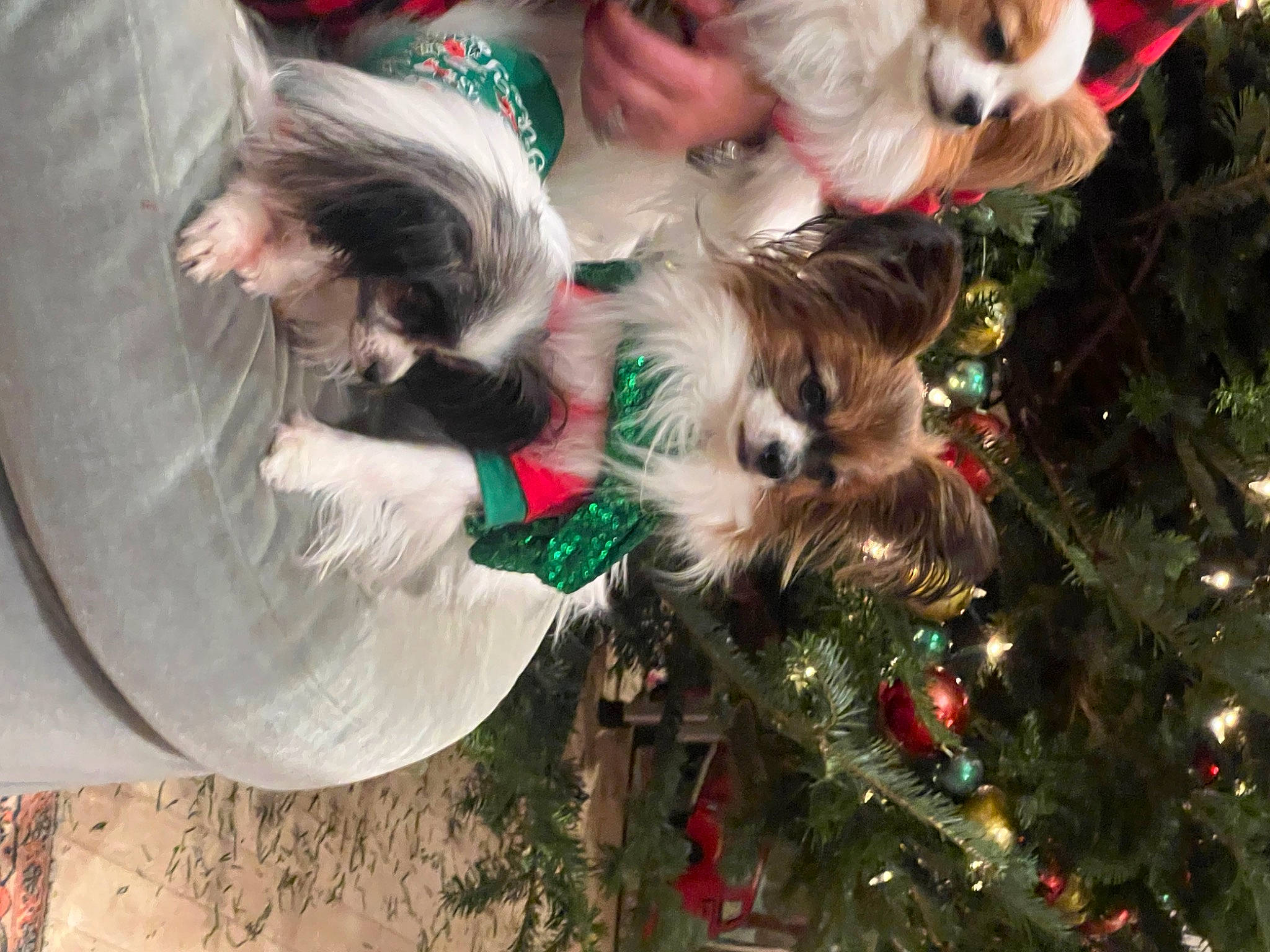 Dixie A.k.a. Gugu is registered to the contest to win money with this photo: carnivore, christmas, christmas_decoration, christmas_ornament, christmas_tree, companion_dog, dog, dog_breed, dog_collar, event, fawn, green, happy, holiday, holiday_ornament, ornament, plant, toy_dog, tree, vertebrate