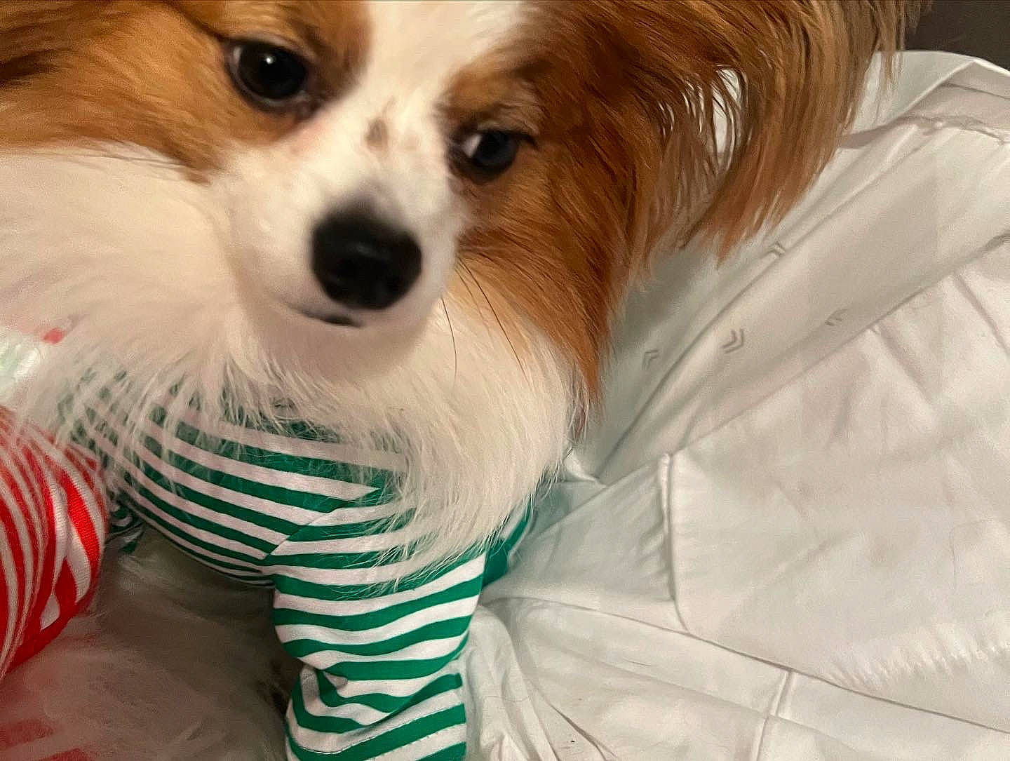 Romeo A.k.a. Big Red is registered to the contest to win money with this photo: canidae, carnivore, close_up, companion_dog, dog, dog_breed, fawn, fur, grass, liver, non_sporting_group, papillon, puppy, snout, sporting_group, toy_dog, volpino_italiano, waste_container, whiskers, white