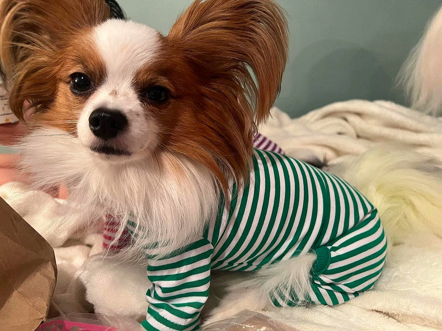 Romeo A.k.a. Big Red