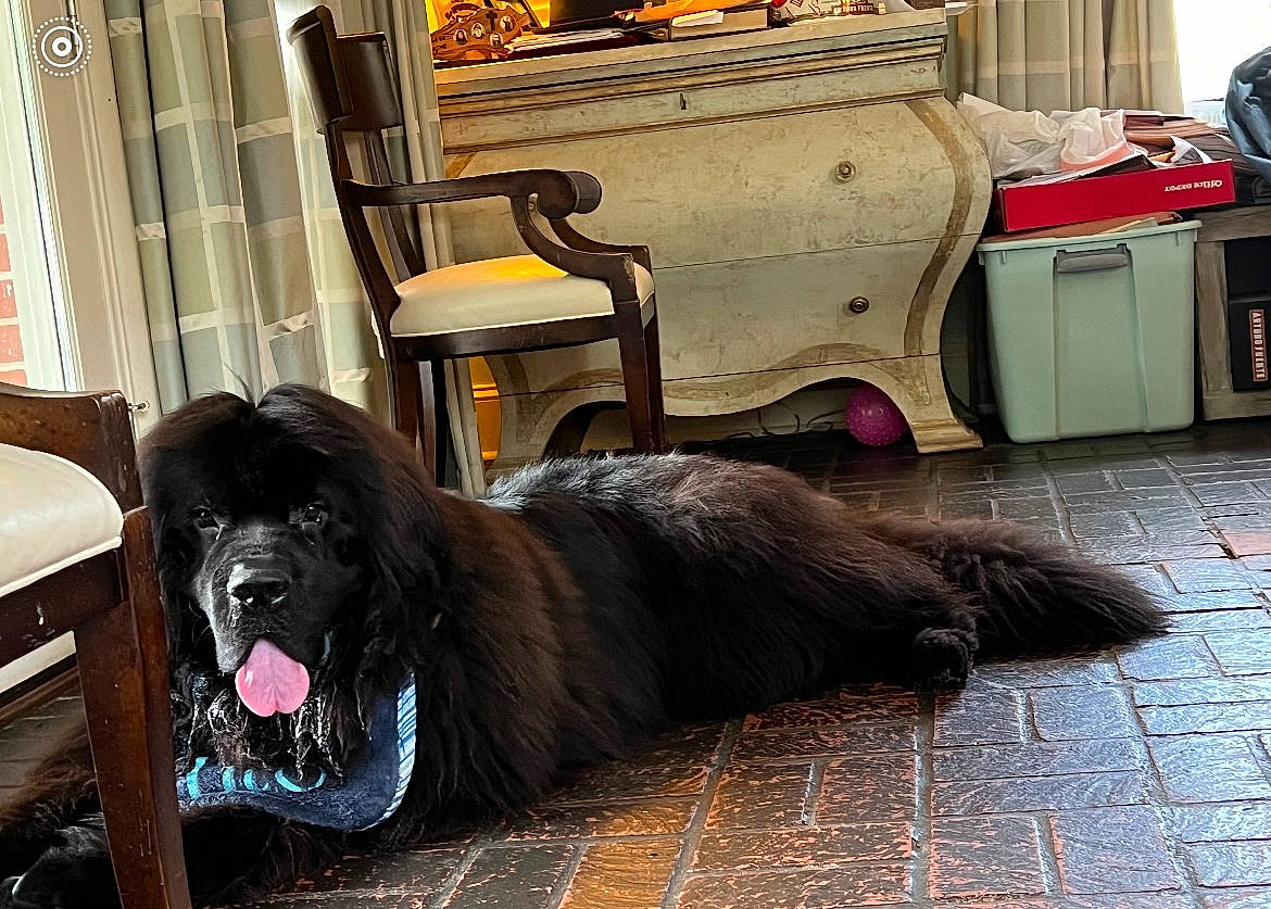 Tito is registered to the contest to win money with this photo: canidae, carnivore, chair, companion_dog, dog, dog_breed, fang, felidae, floor, flooring, fur, giant_dog_breed, liver, metal, road_surface, sporting_group, tail, terrestrial_animal, whiskers, working_animal