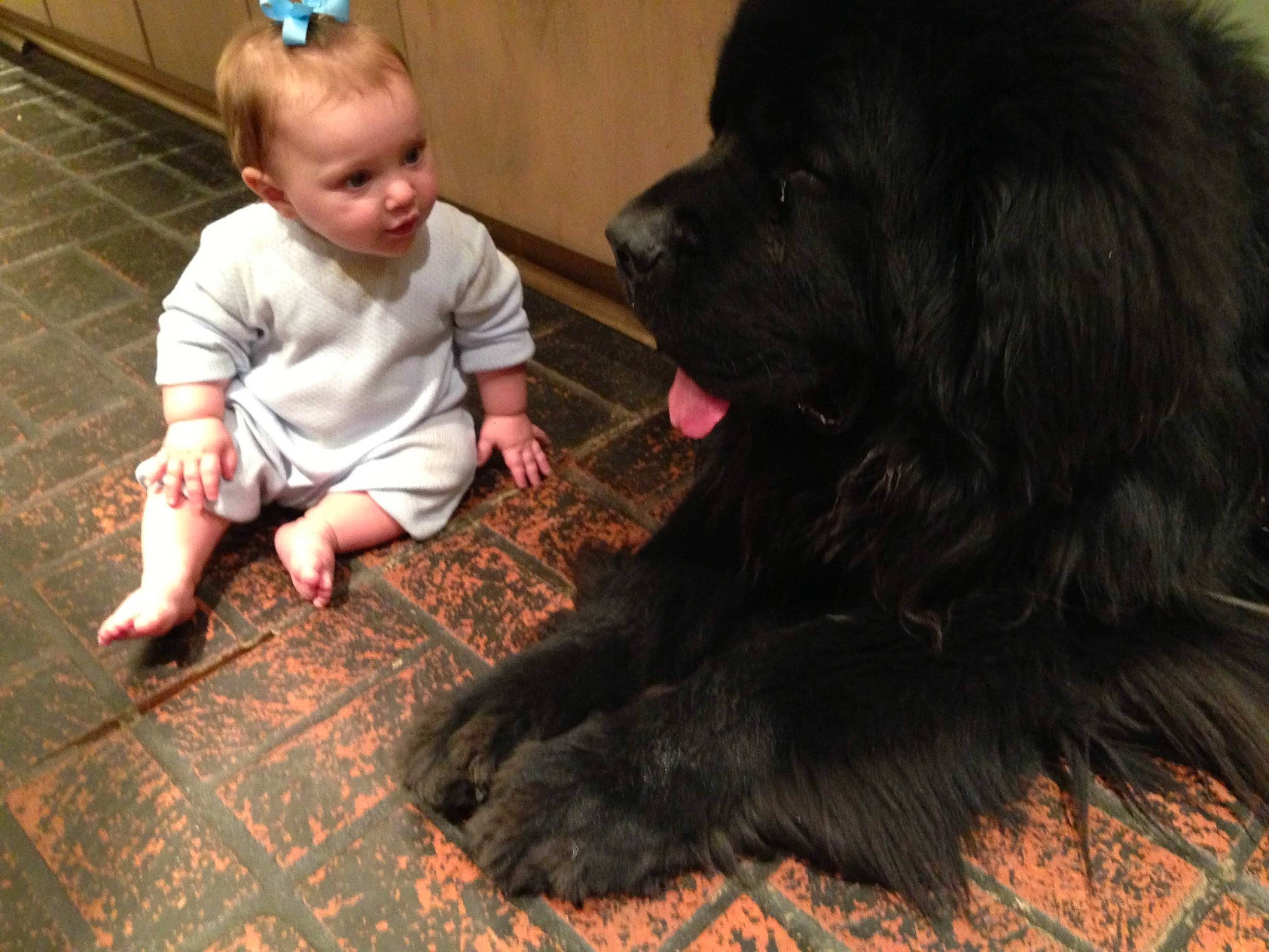 Tito joined the competition — help win amazing prizes! baby, baby_toddler_clothing, carnivore, child, companion_dog, dog, dog_breed, flooring, foot, fun, fur, gaddi_kutta, giant_dog_breed, hardwood, sitting, smile, snout, toddler, wood, working_animal