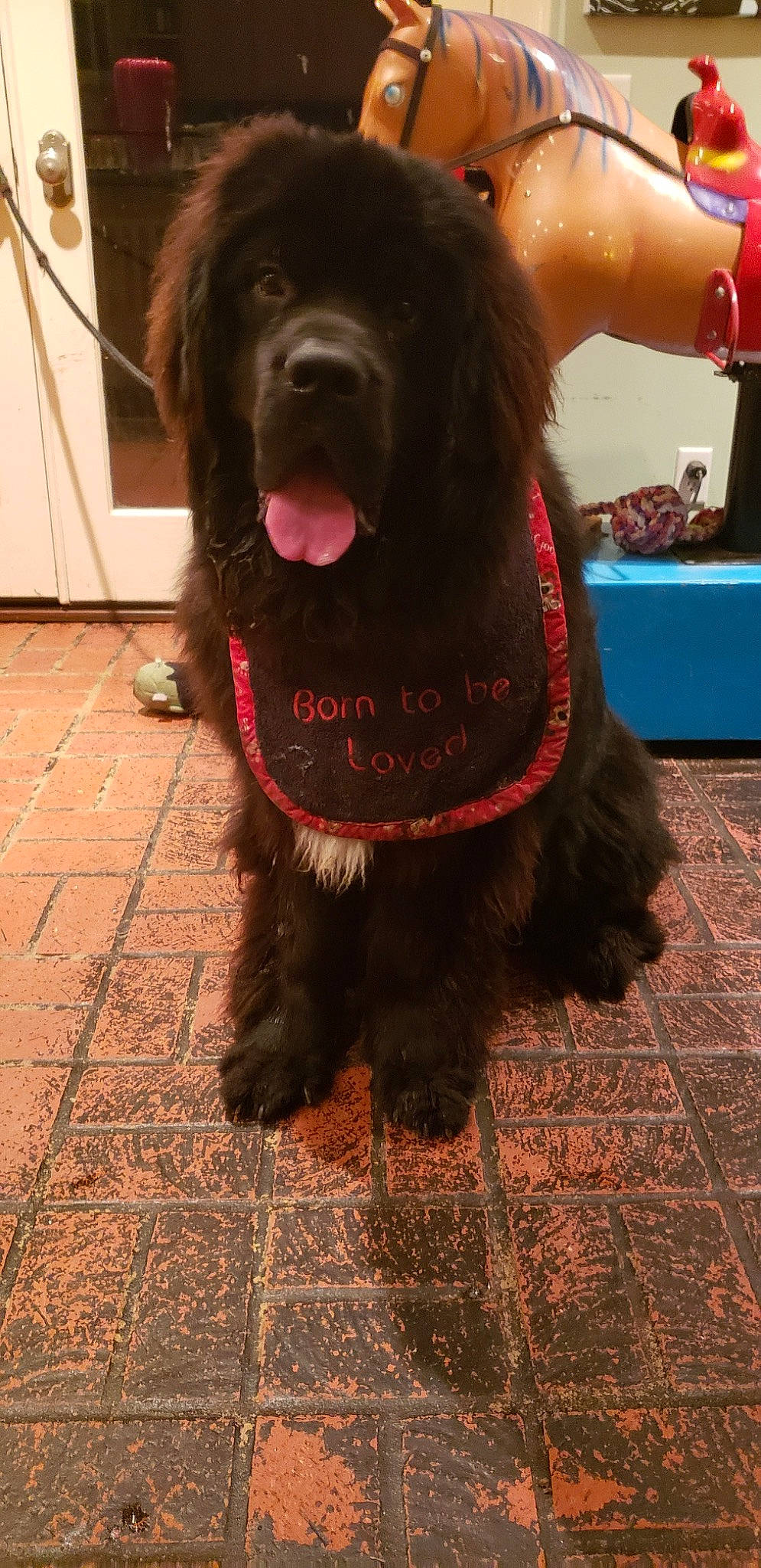 Tito joined the competition — help win amazing prizes! canidae, carnivore, collar, companion_dog, dog, dog_breed, dog_collar, fashion_accessory, flooring, fur, gaddi_kutta, giant_dog_breed, hat, leash, liver, sporting_group, tibetan_mastiff, working_animal, working_dog