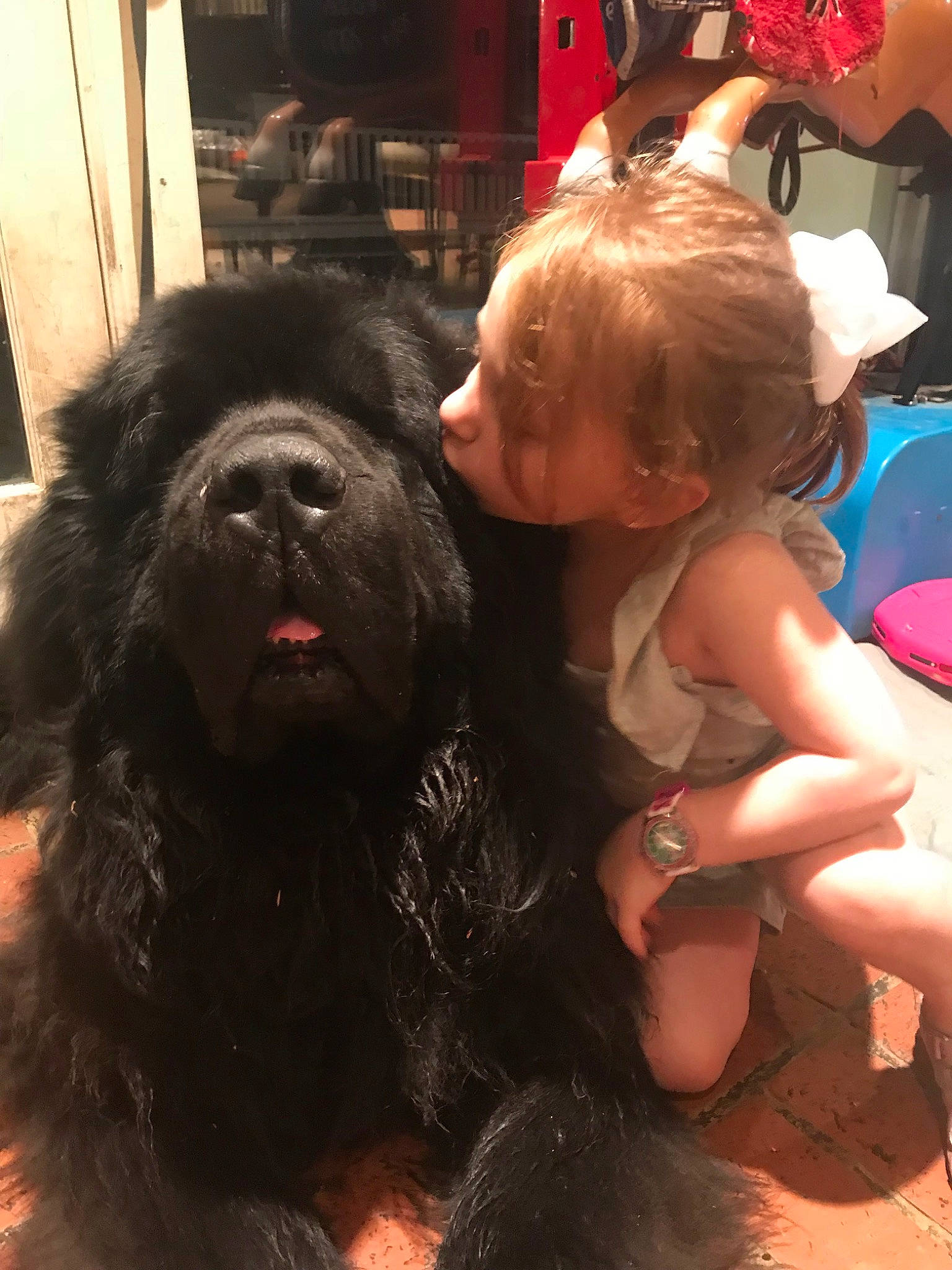 Tito is registered to the contest to win money with this photo: baby, canidae, companion_dog, dog, dog_breed, event, fun, fur, gaddi_kutta, happy, hat, liver, mammal, snout, sporting_group, thigh, toddler, toy_dog, working_animal, working_dog