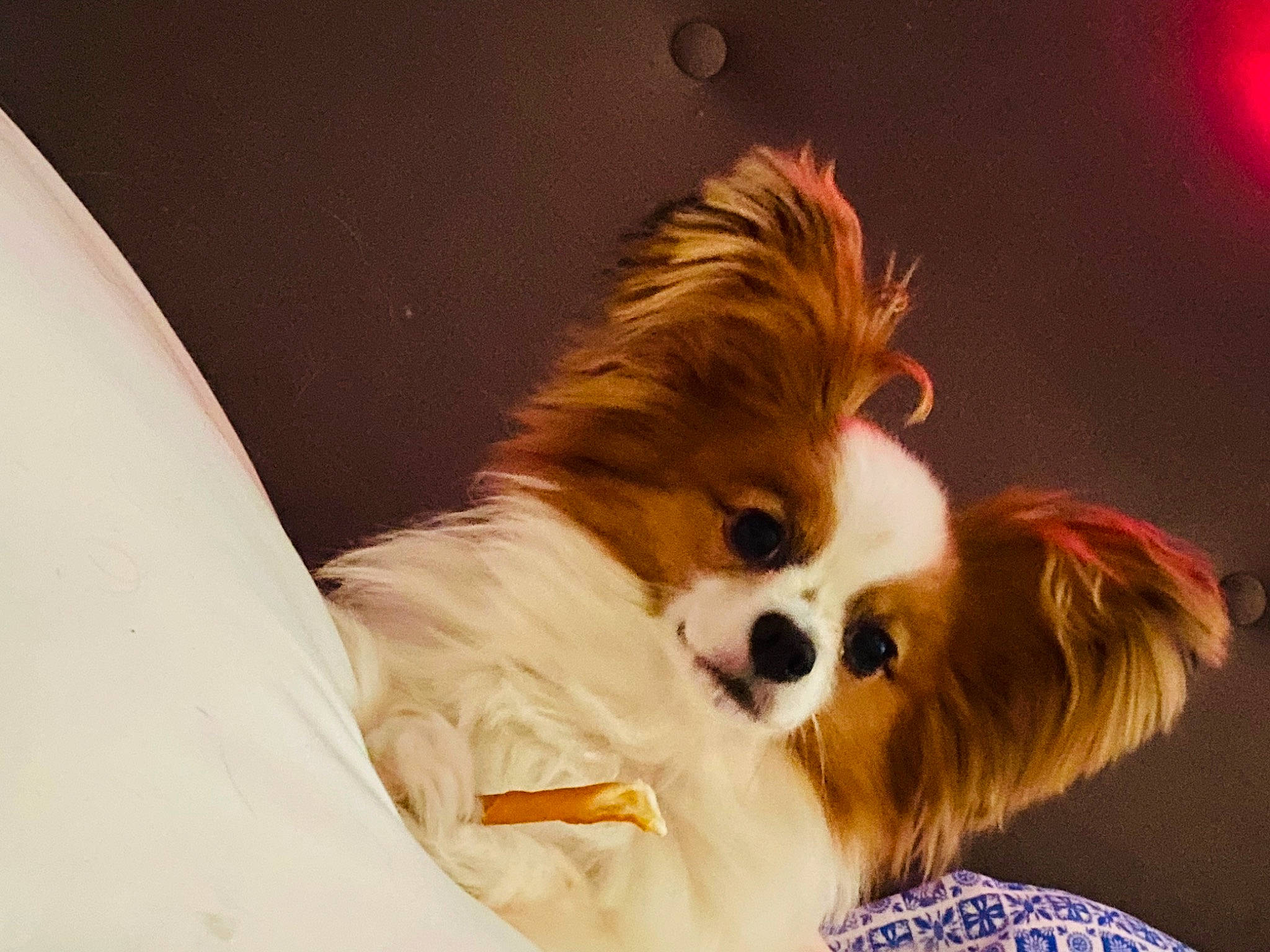 Romeo A.k.a. Big Red joined the competition — help win amazing prizes! canidae, carnivore, companion_dog, dog, dog_breed, dog_supply, fawn, fur, german_spitz, german_spitz_klein, german_spitz_mittel, liver, papillon, snout, spitz, sporting_group, toy_dog, volpino_italiano, whiskers, working_animal