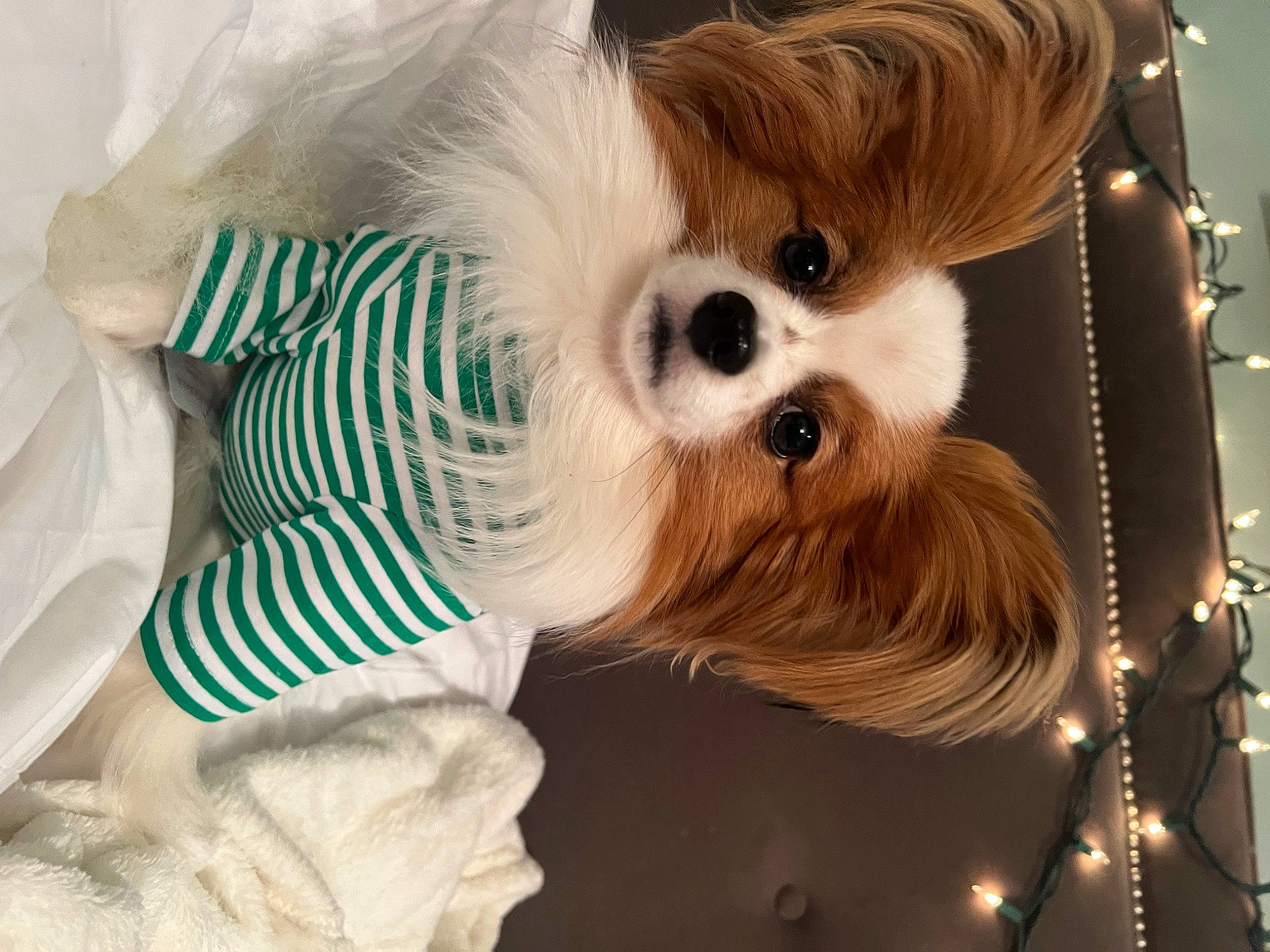 Romeo A.k.a. Big Red