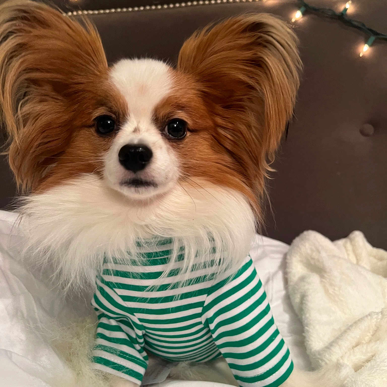 Romeo A.k.a. Big Red