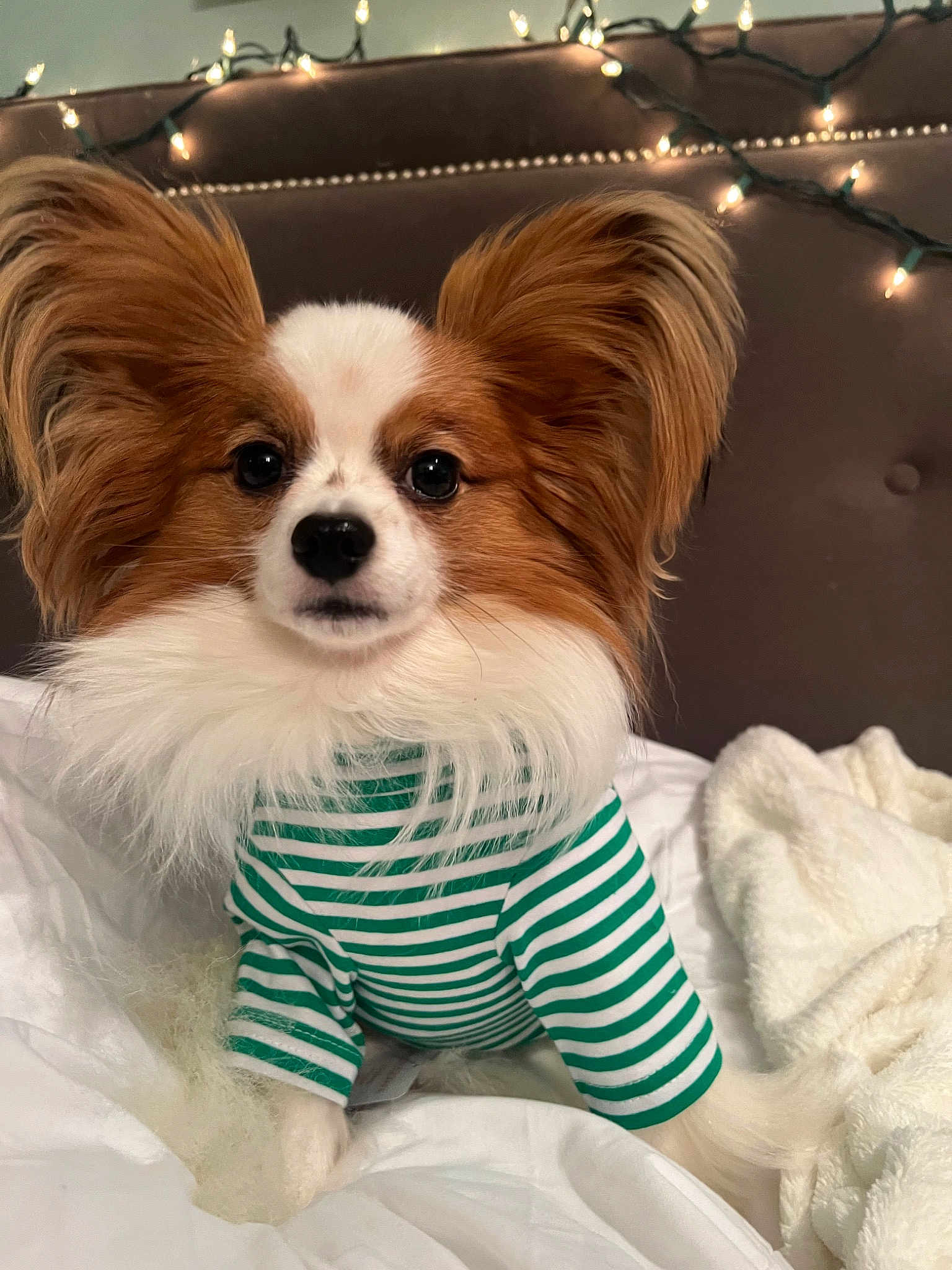 Romeo A.k.a. Big Red