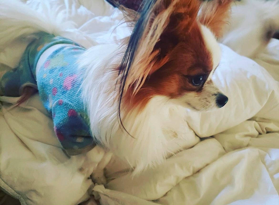 Romeo A.k.a. Big Red joined the competition — help win amazing prizes! canidae, carnivore, companion_dog, dog, dog_breed, dog_supply, ear, fawn, fur, non_sporting_group, papillon, pomeranian, puppy, snout, sporting_group, toy_dog, volpino_italiano, whiskers