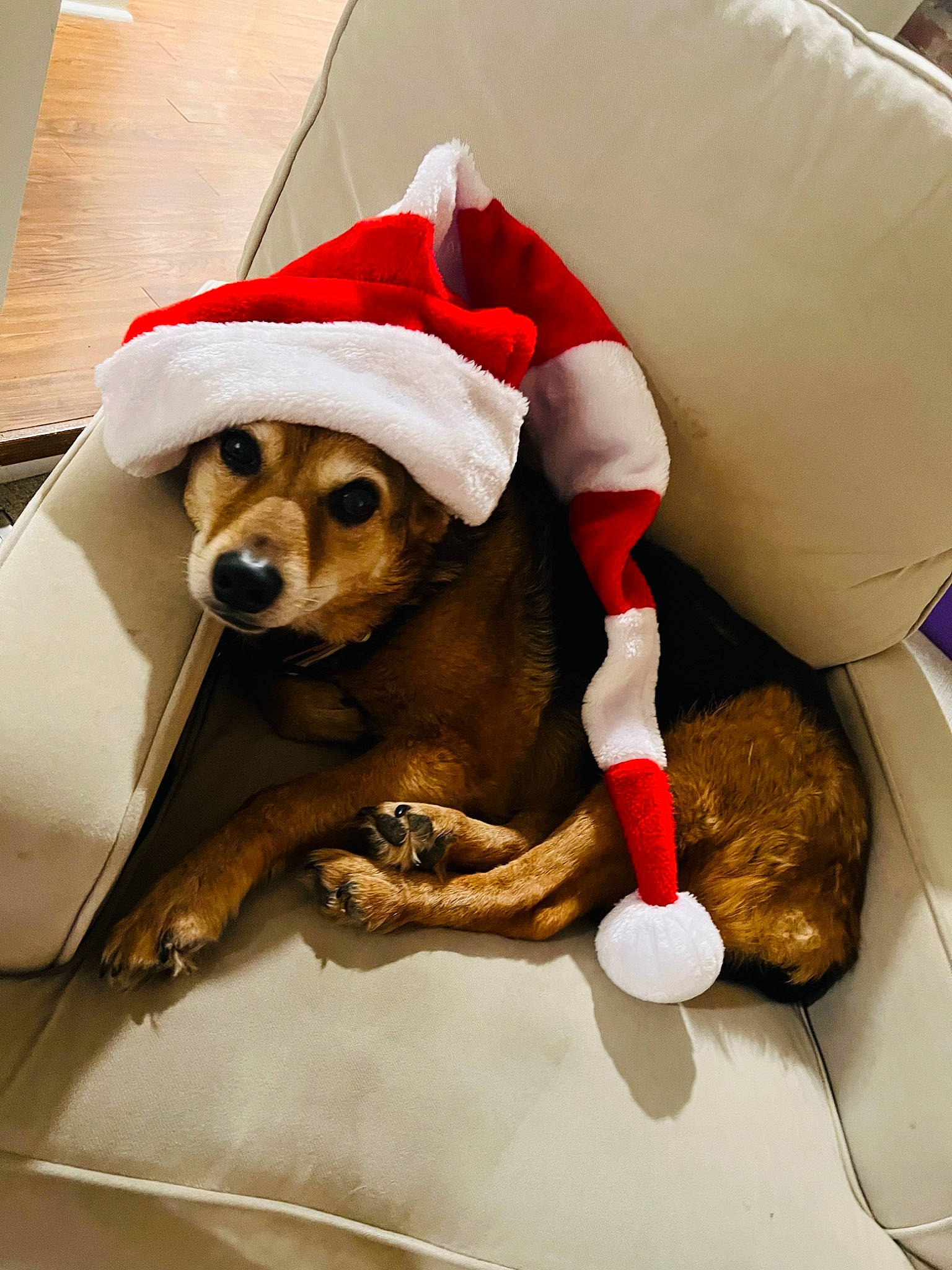 Sue is registered to the contest to win money with this photo: canidae, carnivore, comfort, companion_dog, dog, dog_breed, dog_clothes, dog_supply, fawn, fur, goggles, mammal, paw, snout, sporting_group, stuffed_toy, tail, toy_dog, vertebrate, working_animal