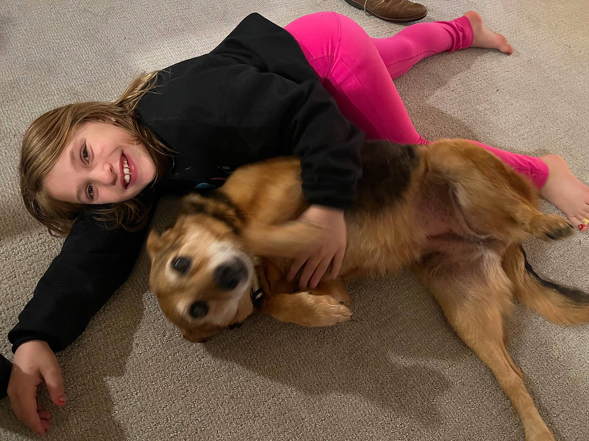 Sue joined the competition — help win amazing prizes! carnivore, comfort, companion_dog, dog, dog_breed, dog_supply, fawn, flooring, foot, fun, fur, happy, human_leg, paw, sitting, smile, sporting_group, tail, thigh, working_animal