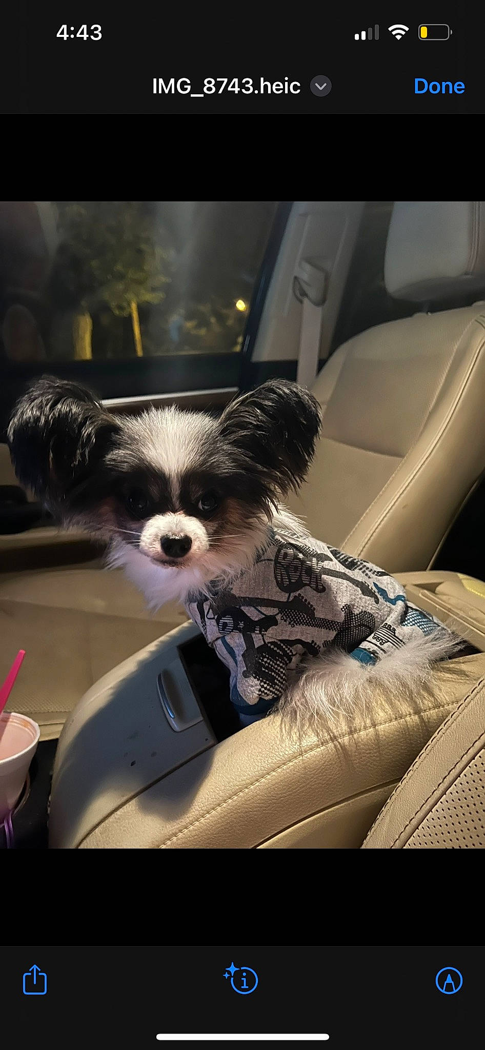 Peanut is registered to the contest to win money with this photo: automotive_design, automotive_exterior, car, car_seat, car_seat_cover, carnivore, comfort, companion_dog, dog, dog_breed, eyewear, family_car, head_restraint, motor_vehicle, personal_luxury_car, seat_belt, small_terrier, toy_dog, vehicle, vehicle_door