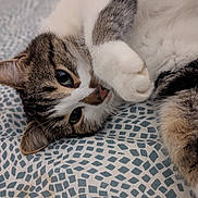 Miaouss participe au concours pour gagner de l'argent avec cette photo : abyssinian, animal, cat, couch, furniture, hardwood, kitten, manx, pet, siamese, wood