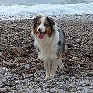 Bulma a rejoint le concours — aidez-le/la à gagner de superbes lots ! animal, beach, canine, coast, collie, dog, gravel, nature, outdoors, pebble, pet, road, rock, rubble, sea, seawaves, shoreline, slate, soil, water