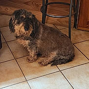 Onyx a rejoint le concours — aidez-le/la à gagner de superbes lots ! animal, brown_dog, chair, companion, cozy, curious, curly_fur, dog, domestic, floor, fur, home, indoor, looking, pet, quiet, resting, sitting, tile_floor, wooden_furniture