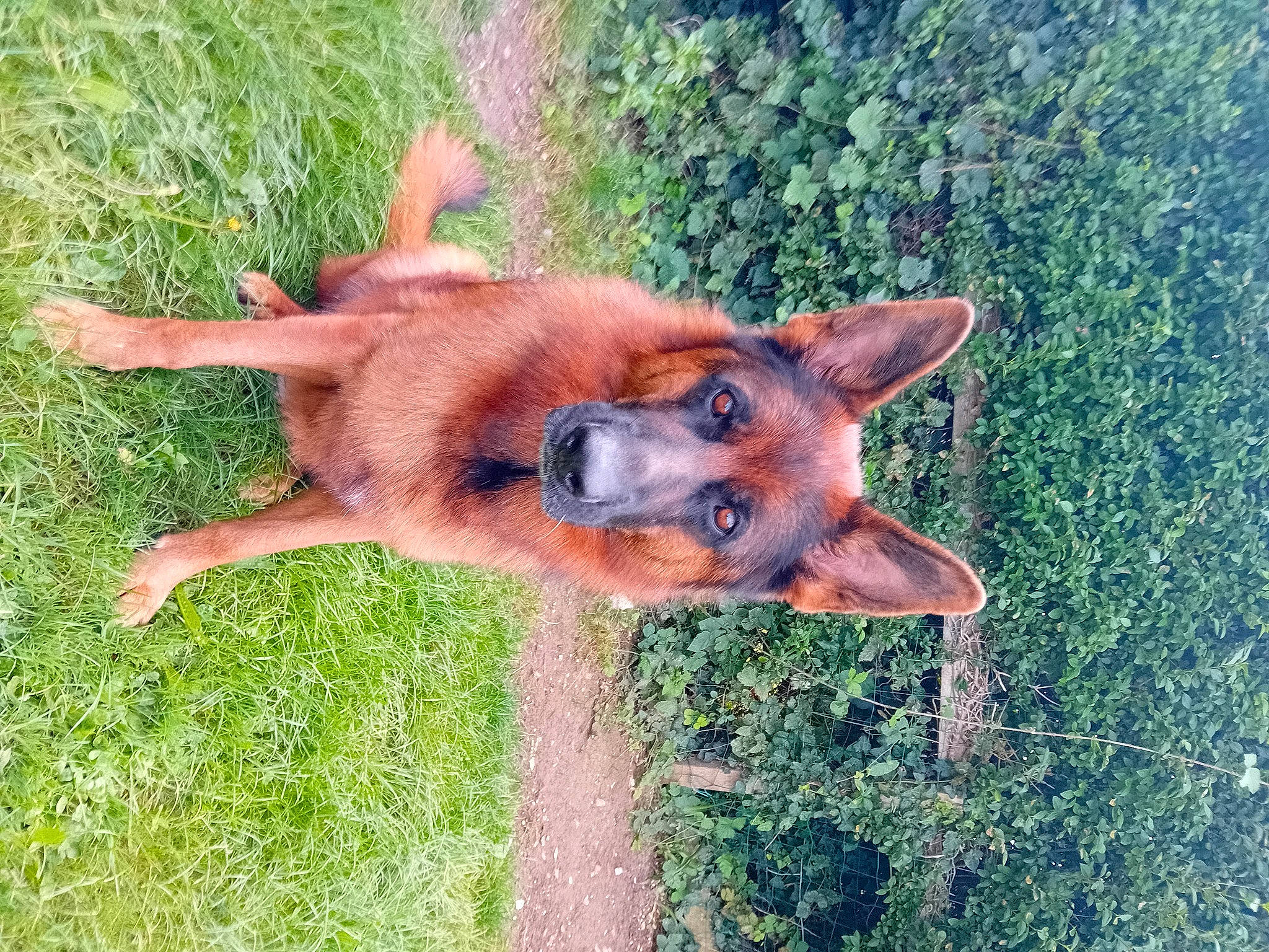 Pablo participe au concours pour gagner de l'argent avec cette photo : canidae, carnivore, companion_dog, dog, dog_breed, fawn, fur, grass, liver, plant, sporting_group, tail, terrestrial_animal, working_animal, working_dog