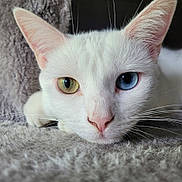 Vénus participe au concours pour gagner de l'argent avec cette photo : animal, blue_eye, cat, close_up, cute, domestic_animal, feline, fur, green_eye, heterochromia, indoor, mammal, pet, pink_nose, portrait, relaxed, resting, soft_texture, whiskers, white_cat