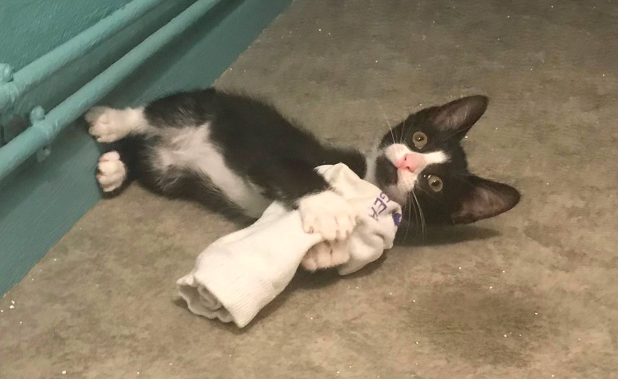 Socky a rejoint le concours — aidez-le/la à gagner de superbes lots ! canidae, carnivore, cat, claw, comfort, dog_breed, domestic_short_haired_cat, felidae, flooring, foot, fur, mammal, paw, photo_caption, small_to_medium_sized_cats, snout, tail, terrestrial_animal, vertebrate, whiskers