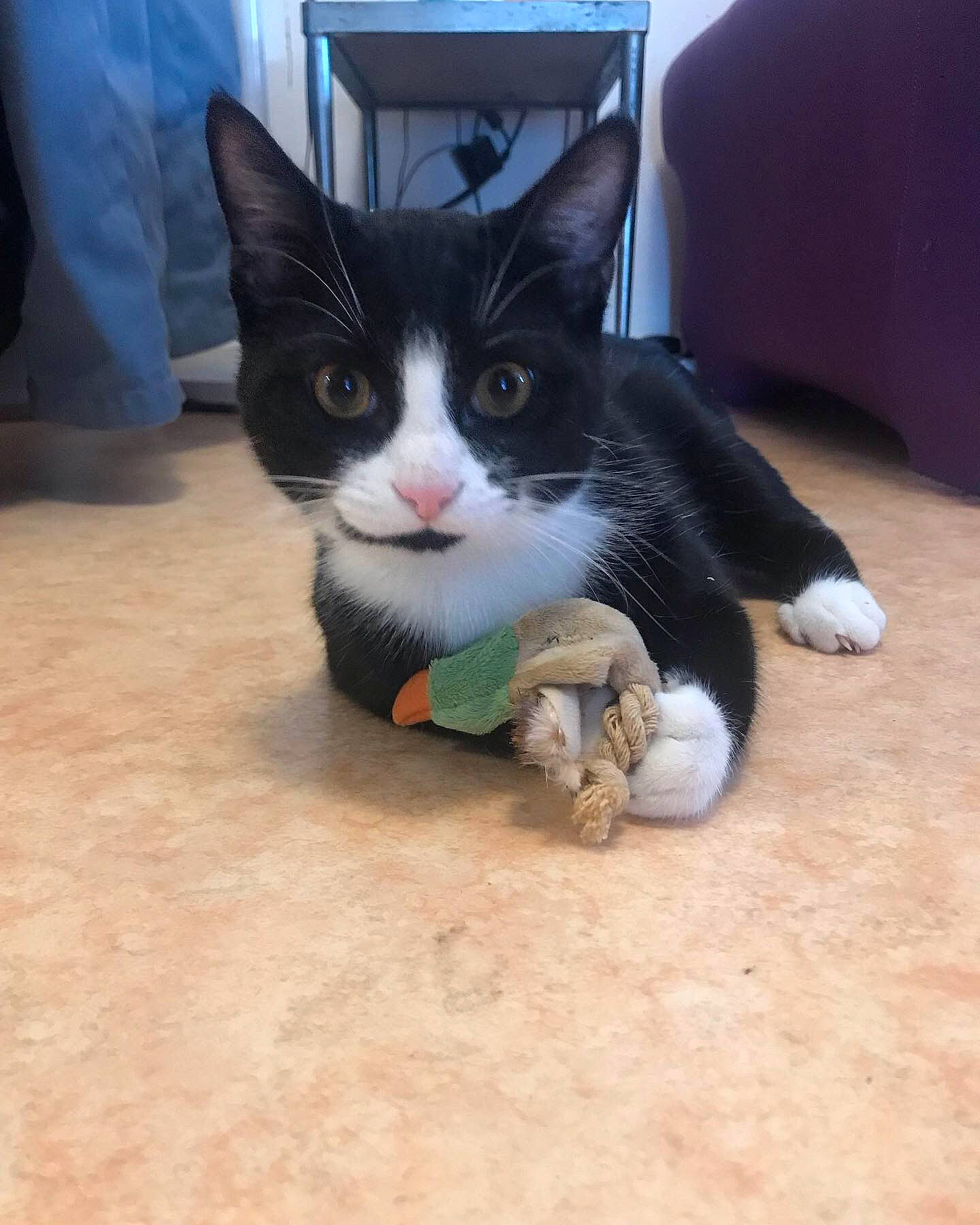 Socky participe au concours pour gagner de l'argent avec cette photo : box, carnivore, cat, claw, comfort, domestic_short_haired_cat, felidae, floor, flooring, foot, fur, hardwood, head, human_leg, paw, small_to_medium_sized_cats, snout, tail, whiskers, wood