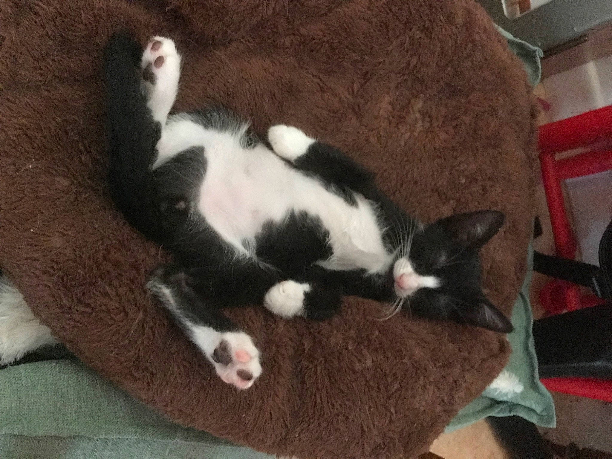 Socky a rejoint le concours — aidez-le/la à gagner de superbes lots ! canidae, carnivore, cat, claw, comfort, dog_breed, domestic_short_haired_cat, felidae, fur, hardwood, small_to_medium_sized_cats, sporting_group, tail, terrestrial_animal, whiskers, wood