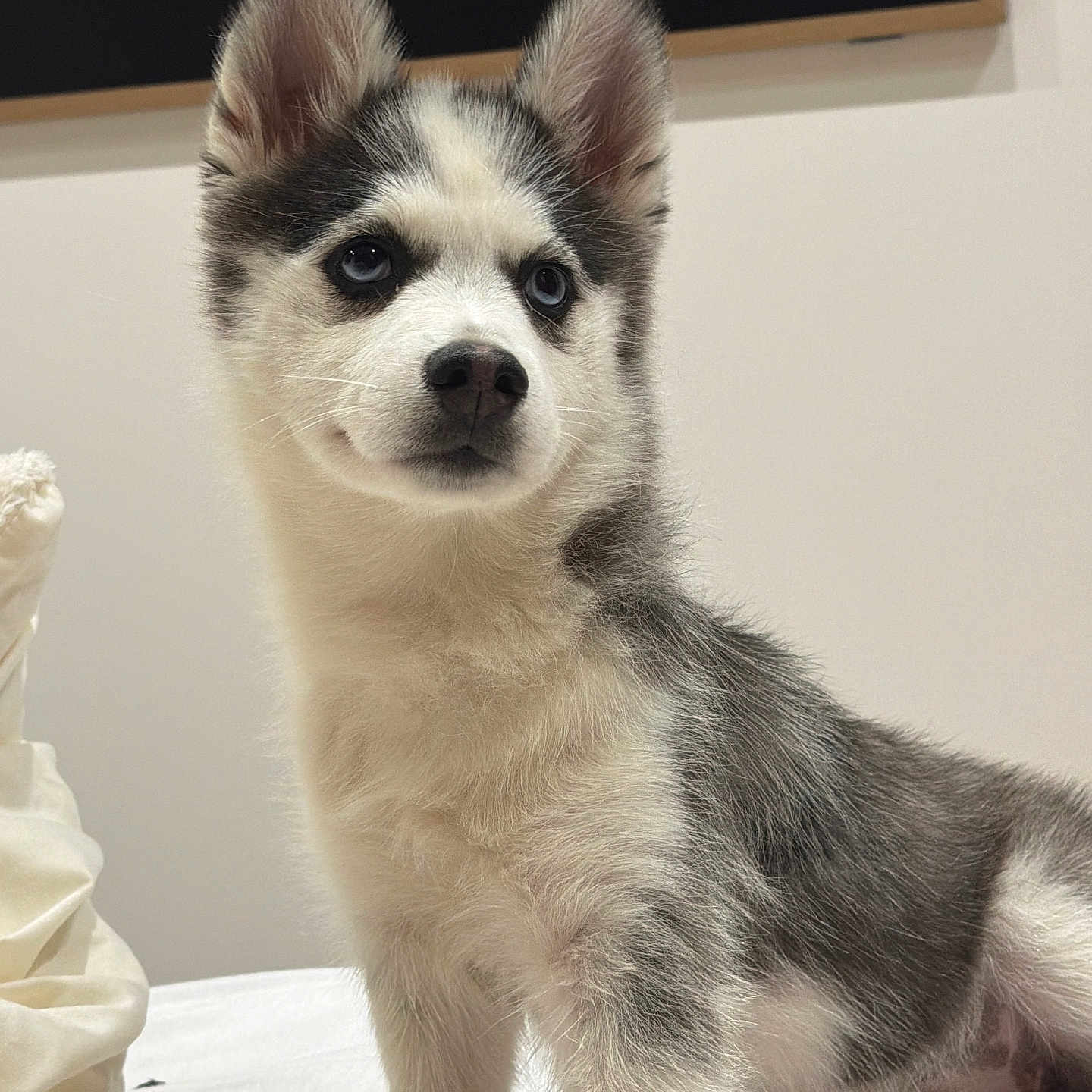 Yuki a rejoint le concours — aidez-le/la à gagner de superbes lots ! adorable, alert, animal, blue_eyes, canine, closeup, companion, cute, dog, domestic_animal, fur, furry, husky, indoor, pet, portrait, puppy, sitting, white_background, young_dog