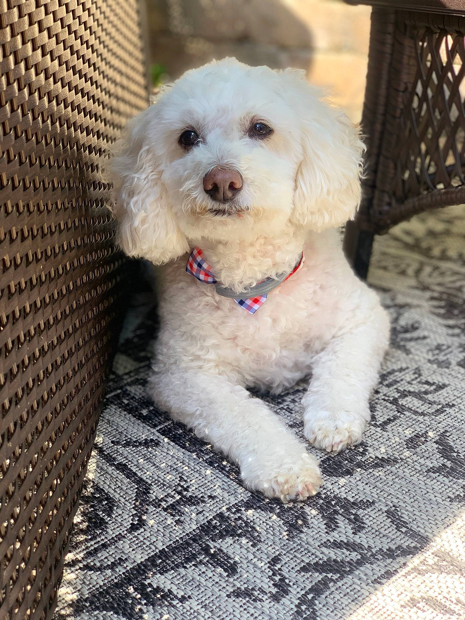 Brinkley is registered to the contest to win money with this photo: canidae, carnivore, companion_dog, dog, dog_breed, fur, goldendoodle, labradoodle, mesh, outdoor_furniture, poodle, poodle_crossbreed, puppy_love, shih_poo, small_terrier, sporting_group, terrier, toy_dog, water_dog, working_animal