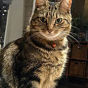 Emerald is registered to the contest to win money with this photo: cat, tabby, pet, animal, portrait, close_up, sitting, whiskers, ears, eyes, fur, striped_fur, collar, bell, indoor, home, wooden_background, warm_lighting, front_facing, cute