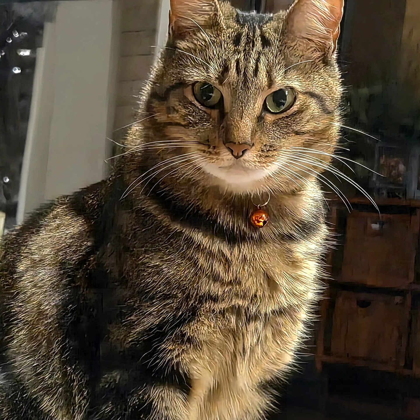 Emerald is registered to the contest to win money with this photo: cat, tabby, pet, animal, portrait, close_up, sitting, whiskers, ears, eyes, fur, striped_fur, collar, bell, indoor, home, wooden_background, warm_lighting, front_facing, cute