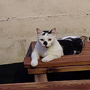 Tournesol participe au concours pour gagner de l'argent avec cette photo : cat, feline, white_cat, black_patches, animal, pet, sitting, lying_down, paws, whiskers, ears, eyes, portrait, wooden_bench, wood, outdoor, weathered_wall, rustic, relaxed, funny_pose