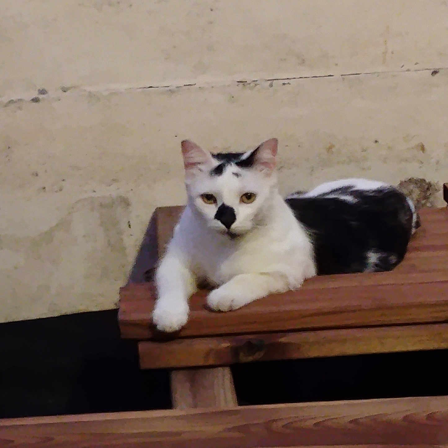 Tournesol participe au concours pour gagner de l'argent avec cette photo : cat, feline, white_cat, black_patches, animal, pet, sitting, lying_down, paws, whiskers, ears, eyes, portrait, wooden_bench, wood, outdoor, weathered_wall, rustic, relaxed, funny_pose