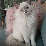 Yumi participe au concours pour gagner de l'argent avec cette photo : cat, fluffy, long_hair, blue_eyes, white_fur, cream_fur, sitting, portrait, pet, indoors, chair, cushion, pink, teal, leafy_wallpaper, tail, whiskers, pointed_ears, close_up, adorable