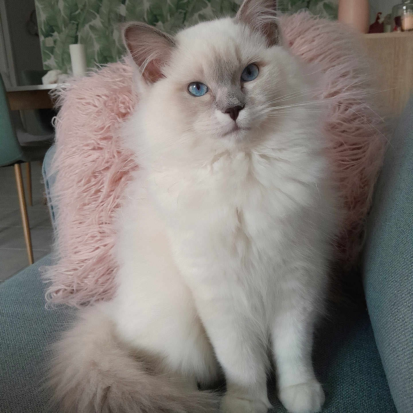 Yumi participe au concours pour gagner de l'argent avec cette photo : cat, fluffy, long_hair, blue_eyes, white_fur, cream_fur, sitting, portrait, pet, indoors, chair, cushion, pink, teal, leafy_wallpaper, tail, whiskers, pointed_ears, close_up, adorable