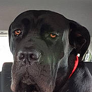 Rocco a rejoint le concours — aidez-le/la à gagner de superbes lots ! dog, black_dog, pet, animal, canine, car_interior, red_collar, leash, seat, head, face, closeup, sitting, looking, indoors, vehicle, fur, ears, nose, expression
