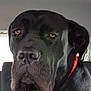 dog, black_dog, pet, animal, canine, car_interior, red_collar, leash, seat, head, face, closeup, sitting, looking, indoors, vehicle, fur, ears, nose, expression