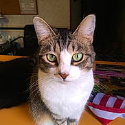 Baby Girl is registered to the contest to win money with this photo: cat, tabby, green_eyes, close_up, indoor, curious, pet, animal, whiskers, fur, face, ears, table, chair, household, domestic, mammal, portrait, looking, front_view