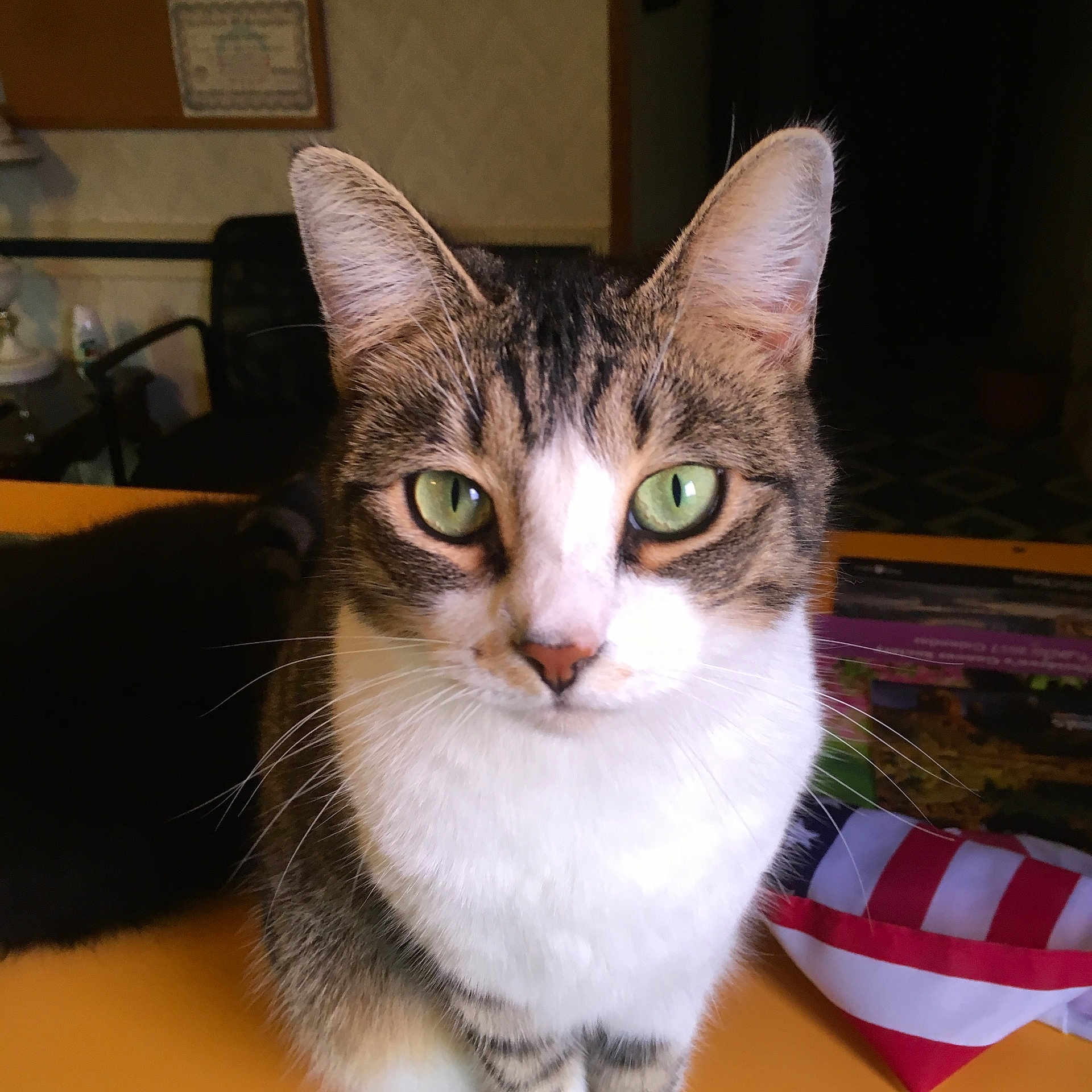 Baby Girl is registered to the contest to win money with this photo: animal, cat, chair, close_up, curious, domestic, ears, face, front_view, fur, green_eyes, household, indoor, looking, mammal, pet, portrait, tabby, table, whiskers