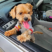 Toby is registered to the contest to win money with this photo: animal, car_door, car_interior, collar, cute, dashboard, dog, fur, happy, keychain, paw, pet, pet_clothing, seat, small_dog, steering_wheel, tongue_out, transportation, water_bottle, window