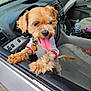animal, car_door, car_interior, collar, cute, dashboard, dog, fur, happy, keychain, paw, pet, pet_clothing, seat, small_dog, steering_wheel, tongue_out, transportation, water_bottle, window