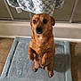 animal, bath_mat, bathroom, bathroom_rug, brown_dog, curtain, cute, dog, domestic_animal, ears_back, floor, front_legs_up, indoor, looking_up, pet, sitting, small_dog, tile_floor, towel, waiting