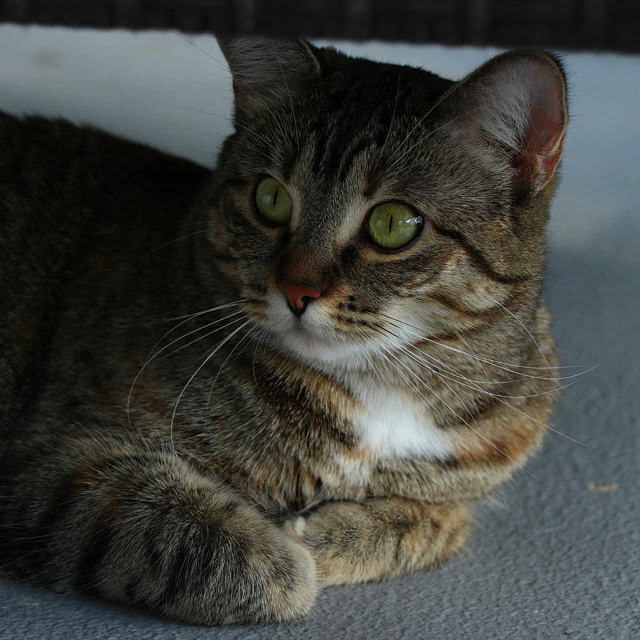 Lilou a rejoint le concours — aidez-le/la à gagner de superbes lots ! animal, cat, close_up, cute, domestic_animal, ears, feline, focused, fur, green_eyes, indoor, lying_down, mammal, paw, pet, portrait, relaxed, soft_surface, tabby_cat, whiskers