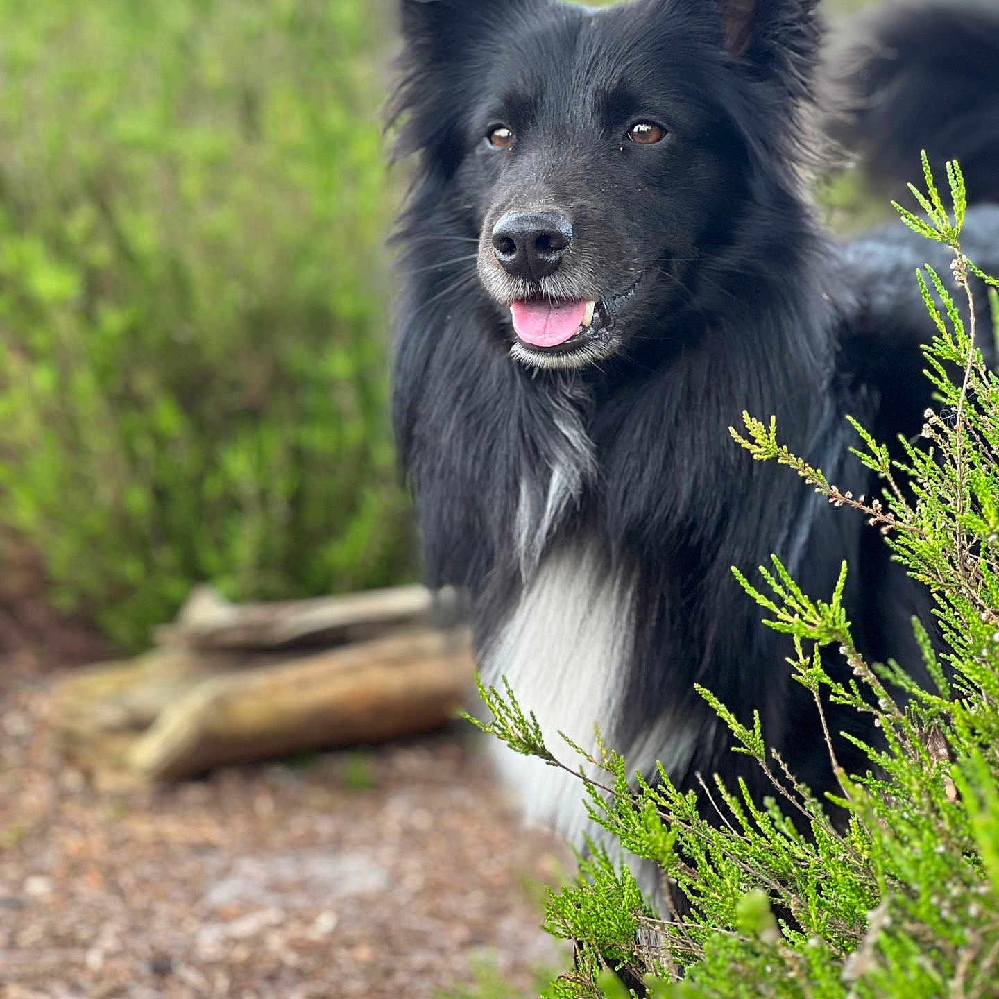 Kosco participe au concours pour gagner de l'argent avec cette photo : animal, bodypart, canine, collie, dog, eskimodog, grass, herbal, herbs, husky, mouth, nature, outdoors, pet, plant, puppy, rock, tree, vegetation, wood