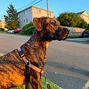 Knight is registered to the contest to win money with this photo: alert, brindle_coat, canine, car, dog, fence, golden_hour, grass, harness, house, leash, neighborhood, portrait, residential, side_profile, sidewalk, street, sunset, tree, utility_pole